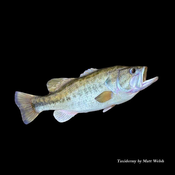 Largemouth Bass Reproductions - Blanks by Matt Welsh