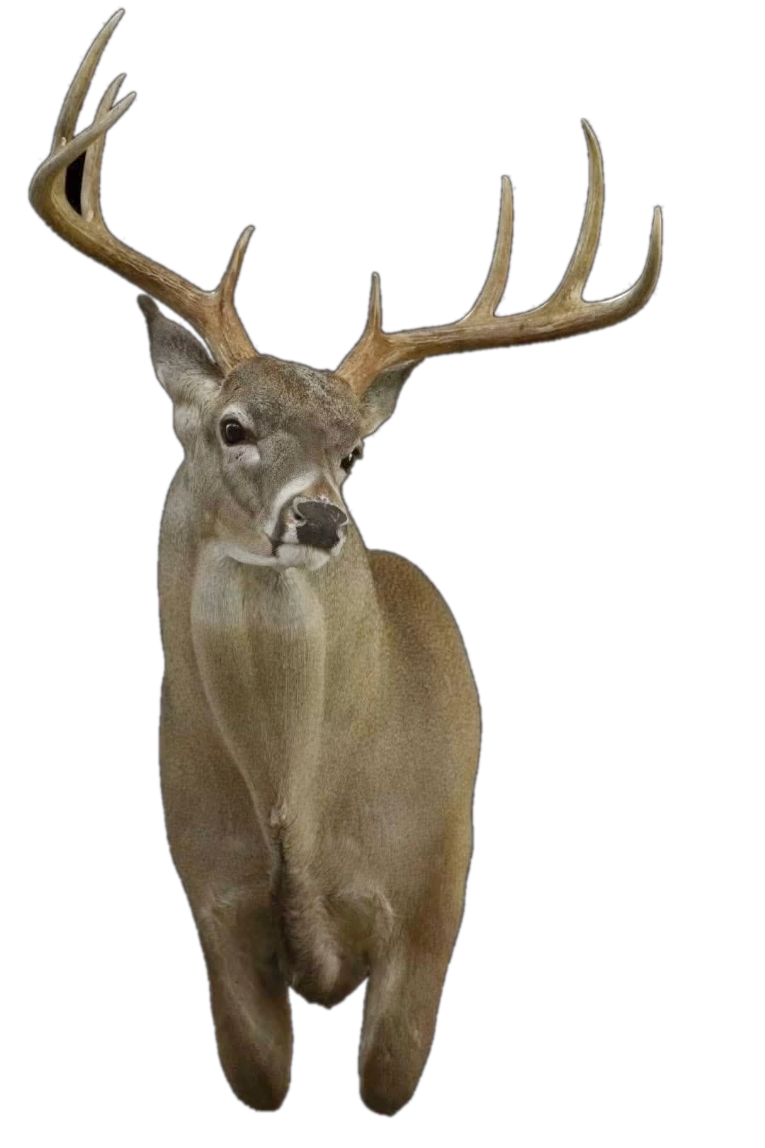 A finished whitetail shoulder mount built on a G2 form