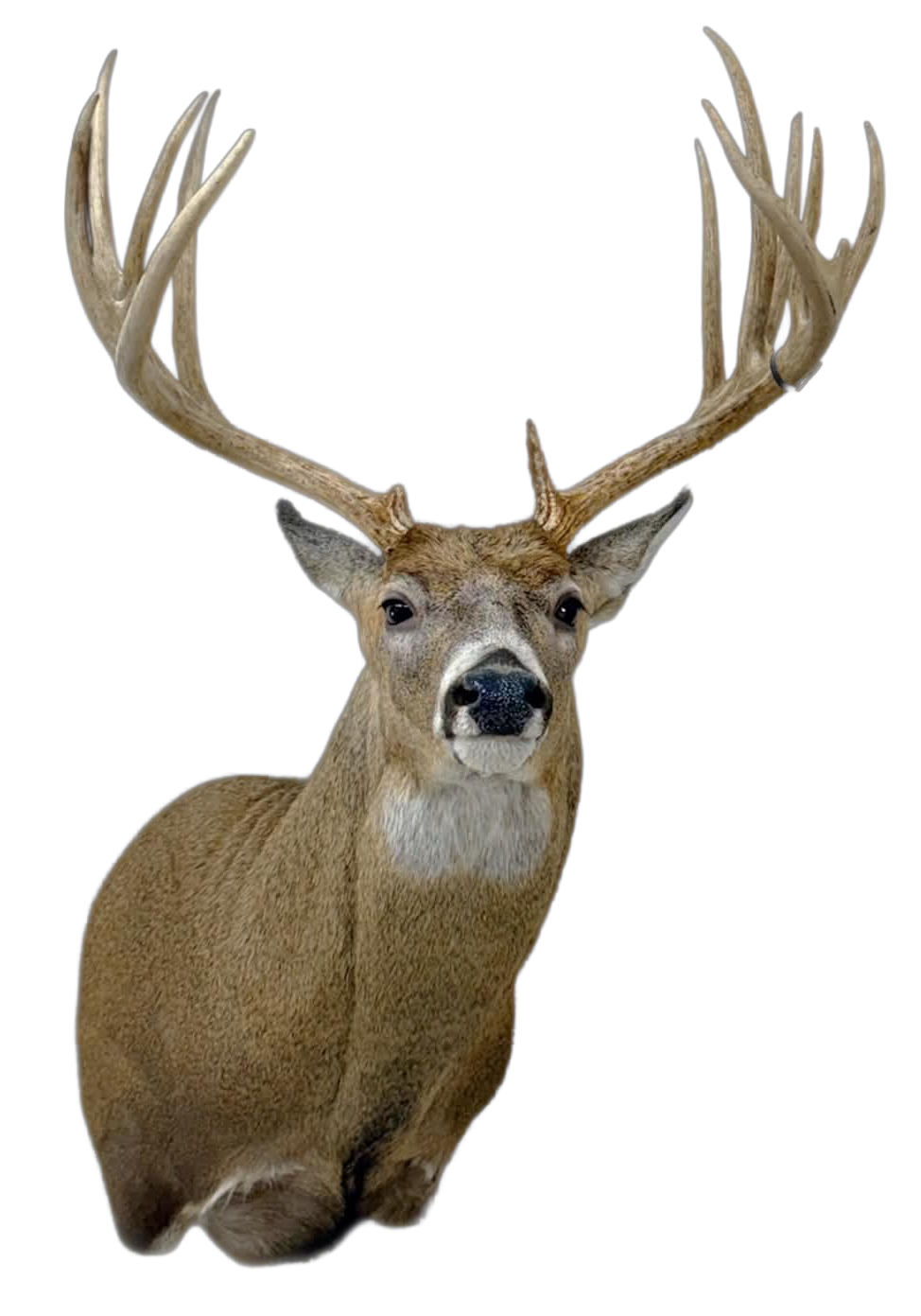 A finished whitetail shoulder mount built on a G2 form