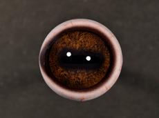 Eyes