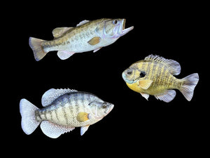 Fish Reproductions by Matt Welsh