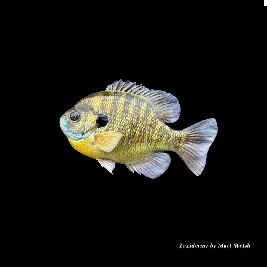 Bluegill Reproductions - Blanks by Matt Welsh