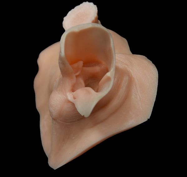 Champions Choice Whitetail Deer Ear Butt Reference