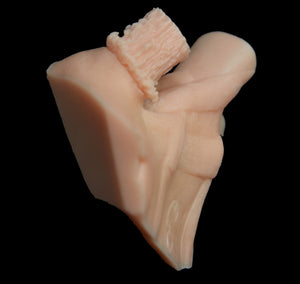 Champions Choice Whitetail Deer Ear Butt Reference
