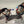 Load image into Gallery viewer, Double Turkey Limb
