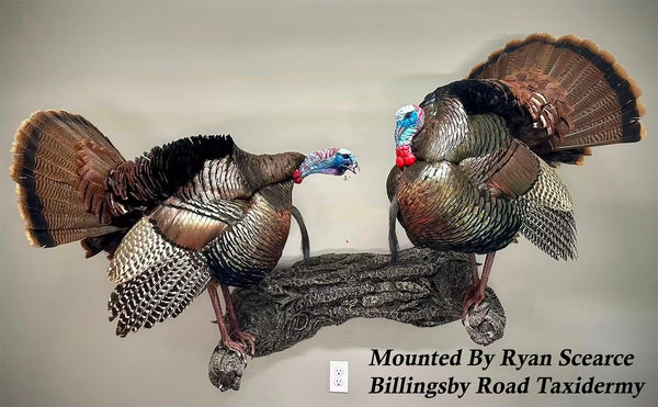 Double Turkey Limb