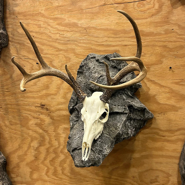 Euro Deer Skull Mount