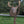 Load image into Gallery viewer, Full Sneak Offset Shoulder Whitetail Forms - McCredie Series
