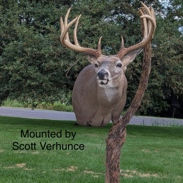 Full Sneak Offset Shoulder Whitetail Forms - McCredie Series