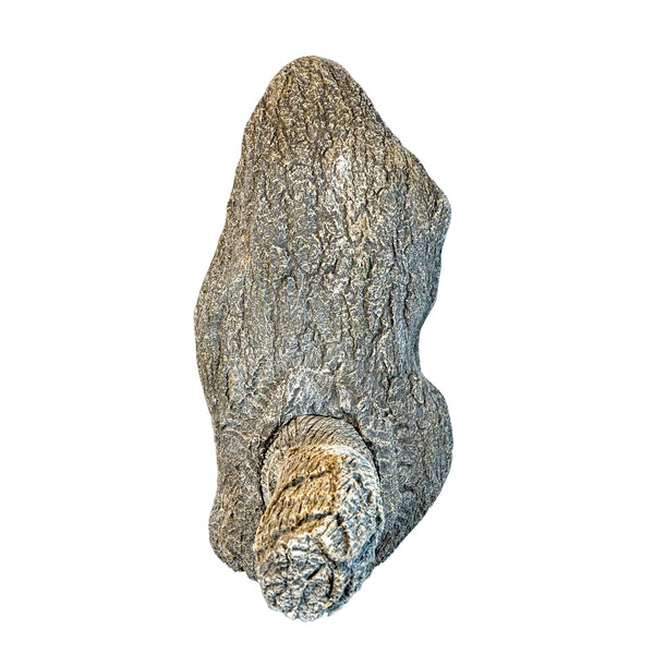 Turkey Limb by Jeff Crawford
