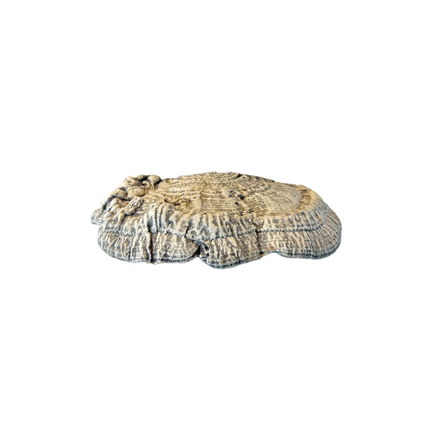 Shelf Mushroom - Medium