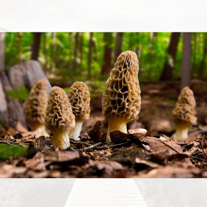 Artificial Morel Mushrooms