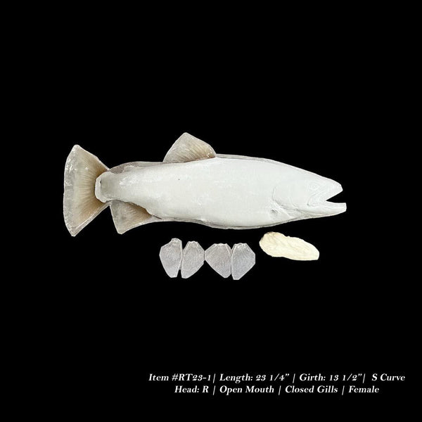 Rainbow Trout Reproductions - Blanks by Matt Welsh