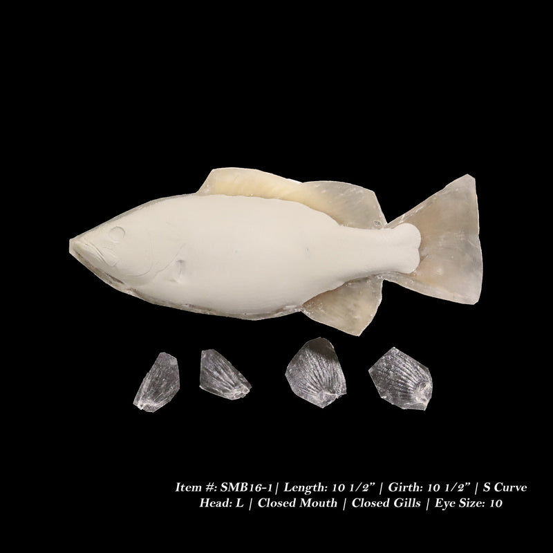 Fish Reproductions by Matt Welsh