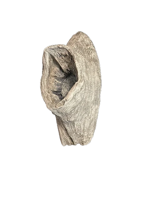 Wood Duck Knot