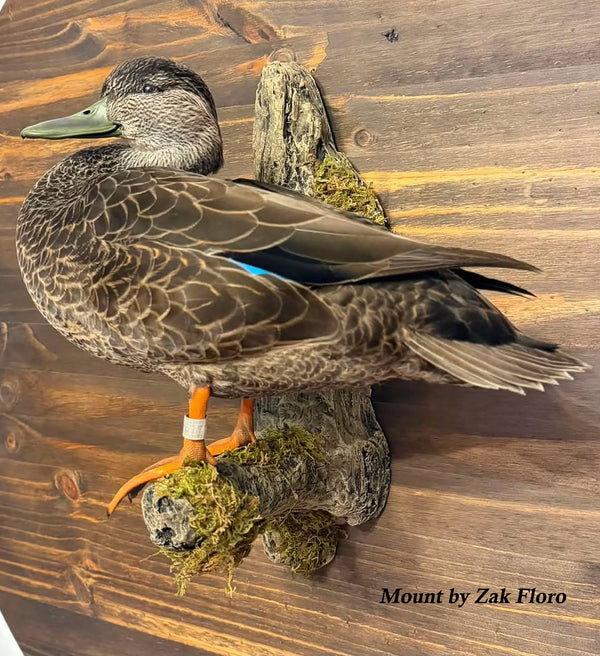 Wood Duck Limb