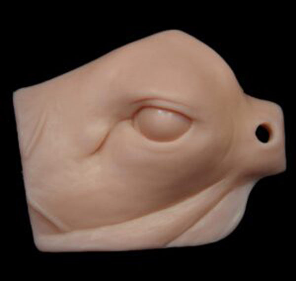 Champions Choice Whitetail Deer Eye Reference
