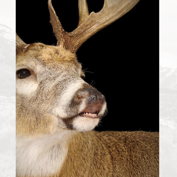 Champions Choice Whitetail Deer Flehmen Mouthpiece - Medium