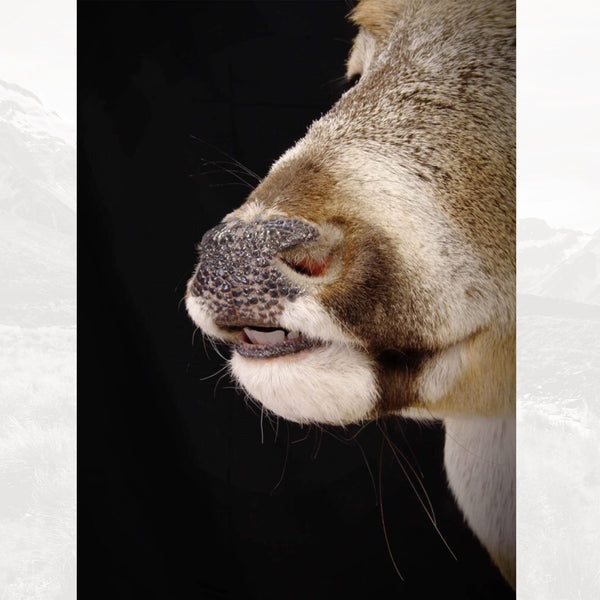 Champions Choice Whitetail Deer Split Lip Mouthpiece - Medium